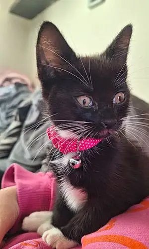 British Shorthair Cat Kitty