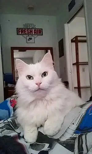 Turkish Angora Cat Hurley