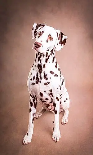 Name Dalmatian Dog Chaos