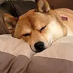 Dog, Dog breed, Carnivore, Comfort, Spitz, Companion dog, Whiskers, Fawn, Snout, Working Animal, Terrestrial Animal, Tail, Canidae, Furry friends, Dingo, Canis, Paw, Linens, Nap