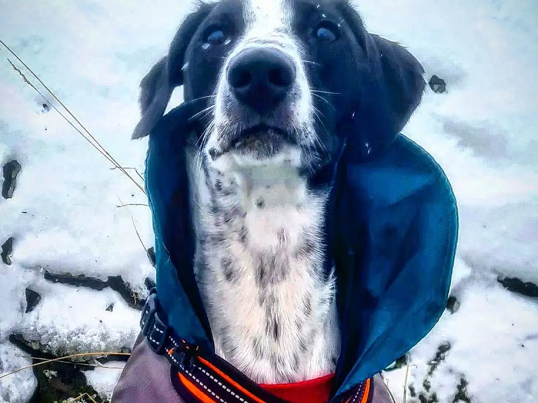 Dog, Snow, Carnivore, Collar, Dog breed, Companion dog, Whiskers, Working Animal, Dog Collar, Sky, Freezing, Snout, Dog Clothes, Dog Supply, Electric Blue, Personal Protective Equipment, Plant, Recreation, Furry friends, Cloud