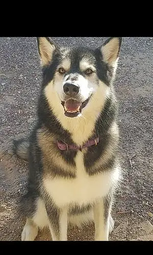 Alaskan Malamute Dog Chloe
