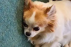 Chihuahua Dog Piccle
