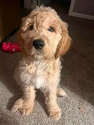Name Goldendoodle Dog Dutton