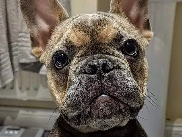 Dog, Bulldog, Carnivore, Ear, Dog breed, Fawn, Companion dog, Collar, Whiskers, Wrinkle, Snout, Dog Collar, Terrestrial Animal, Working Animal, Toy Dog, French Bulldog, Furry friends, Non-sporting Group