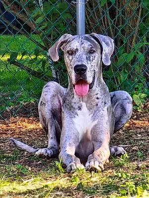 Name Great Dane Dog Ares