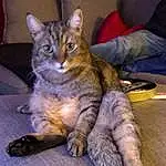 Cat, Felidae, Carnivore, Comfort, Small To Medium-sized Cats, Whiskers, Snout, Tail, Furry friends, Domestic Short-haired Cat, Wood, Paw, Claw, Terrestrial Animal, Hardwood, Couch, Sitting, Lap