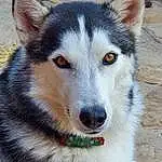 Dog, Dog breed, Carnivore, Whiskers, Wolf, Sled Dog, Fawn, Terrestrial Animal, Companion dog, Fox, Snout, Close-up, Canidae, Wheel, Canis, Furry friends, Canis Lupus Tundrarum