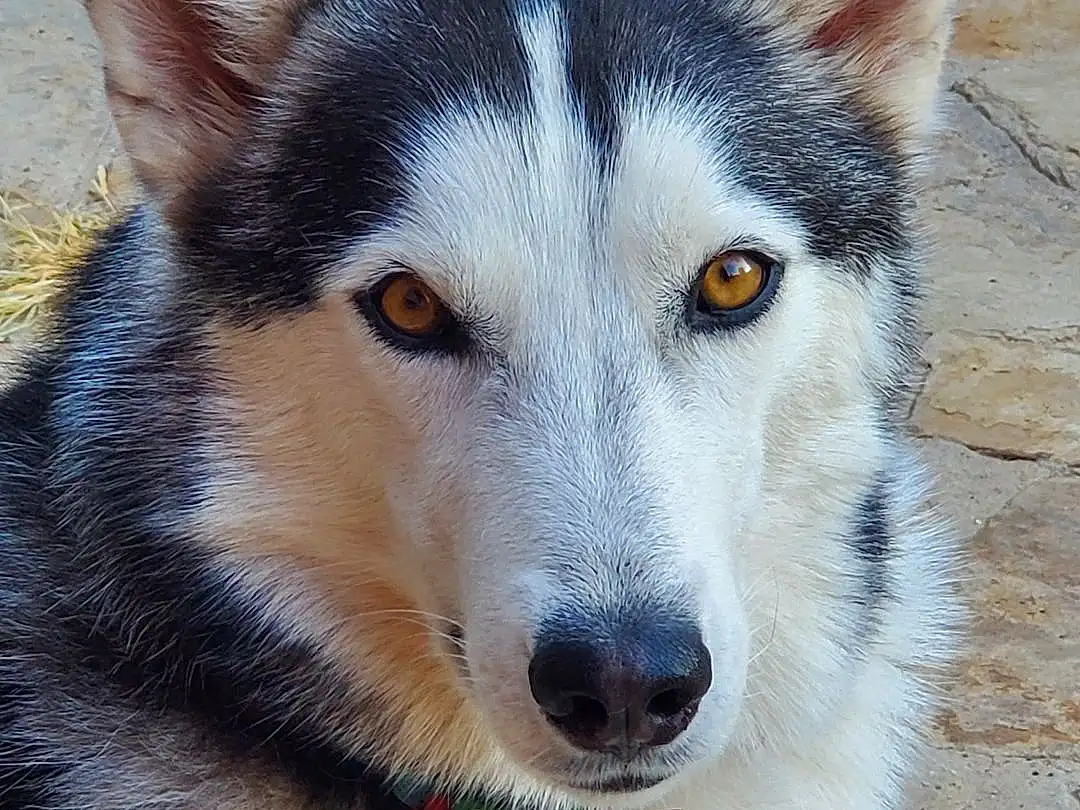 Dog, Dog breed, Carnivore, Whiskers, Wolf, Sled Dog, Fawn, Terrestrial Animal, Companion dog, Fox, Snout, Close-up, Canidae, Wheel, Canis, Furry friends, Canis Lupus Tundrarum
