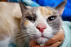 Name Siamese Cat Jinxie