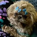 Dog, Dog breed, Dog Supply, Carnivore, Liver, Working Animal, Shih Tzu, Fawn, Companion dog, Toy Dog, Snout, Electric Blue, Canidae, Furry friends, Pet Supply, Pattern, Terrestrial Animal, Fashion Accessory, Natural Material