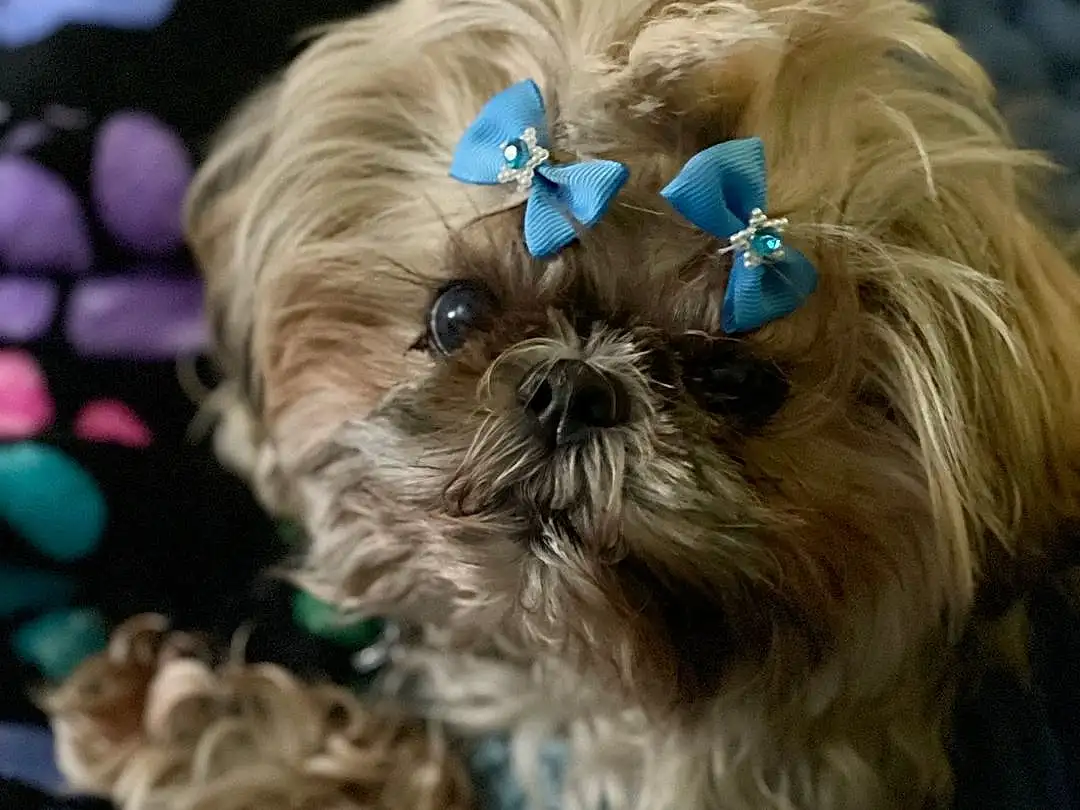 Dog, Dog breed, Dog Supply, Carnivore, Liver, Working Animal, Shih Tzu, Fawn, Companion dog, Toy Dog, Snout, Electric Blue, Canidae, Furry friends, Pet Supply, Pattern, Terrestrial Animal, Fashion Accessory, Natural Material