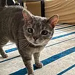 Cat, Felidae, Blue, Carnivore, Small To Medium-sized Cats, Whiskers, Grey, Snout, Tail, Terrestrial Animal, Domestic Short-haired Cat, Furry friends, Paw, Sitting, Claw