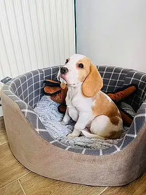 Beagle Dog Dexter