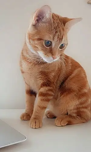 Name American Shorthair Cat Clementine