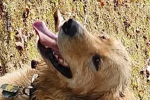 Name Golden Retriever Dog Geo