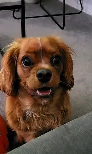 Cavalier King Charles Spaniel Dog Pixel