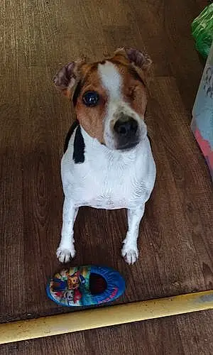 Name Jack Russell Dog Ben