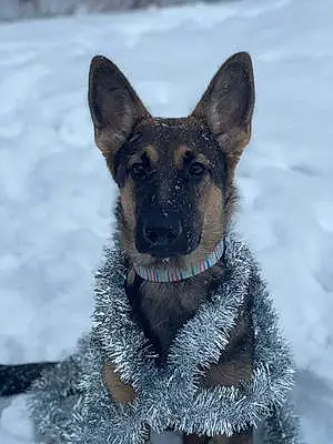 Name German Shepherd Dog Lexi