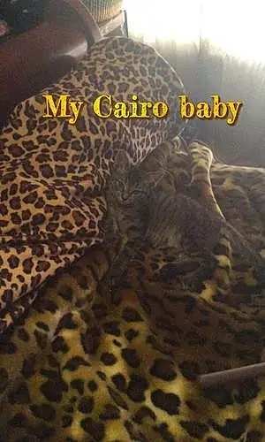 Name Cat Cairo