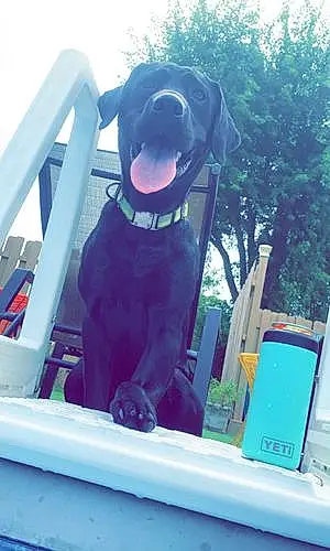 Name Labrador Retriever Dog Drake