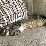 Cat, Comfort, Carnivore, Felidae, Grey, Small To Medium-sized Cats, Whiskers, Couch, Snout, Wood, Tail, Furry friends, Domestic Short-haired Cat, Paw, Pattern, Room, Nap, Sitting