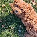 Dog, Dog breed, Carnivore, Companion dog, Fawn, Grass, Water Dog, Snout, Toy Dog, Terrier, Poodle, Plant, Soil, Canidae, Small Terrier, Furry friends, Yorkipoo, Terrestrial Animal, Maltepoo