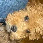 Dog, Dog breed, Carnivore, Companion dog, Snout, Toy Dog, Terrier, Furry friends, Small Terrier, Maltepoo, Canidae, Firefighter, Yorkipoo, Terrestrial Animal, Working Animal, Electric Blue, Non-sporting Group