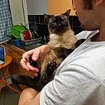 Cat, Felidae, Carnivore, Fawn, Small To Medium-sized Cats, Whiskers, Tableware, Mobile Phone, Companion dog, Furry friends, Drinking, Domestic Short-haired Cat, Thai, Lap, Wood, Box, Tonkinese, Claw, Eyewear, Kitchen Appliance