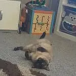 Cat, Dog breed, Carnivore, Felidae, Fawn, Laundry Room, Small To Medium-sized Cats, Siamese, Gas, Companion dog, Snout, Shipping Box, Television, Tail, Box, Whiskers, Furry friends, Canidae