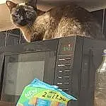 Cat, Carnivore, Felidae, Fawn, Whiskers, Small To Medium-sized Cats, Electronic Device, Output Device, Snout, Gadget, Tail, Box, Display Device, Domestic Short-haired Cat, Furry friends, Cardboard, Audio Equipment, Computer Hardware, Machine, Television Set