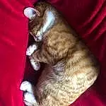 Brown, Cat, Carnivore, Felidae, Comfort, Small To Medium-sized Cats, Fawn, Whiskers, Tail, Liver, Domestic Short-haired Cat, Furry friends, Linens, Carmine, Claw, Nap, Dog breed, Magenta, Sleep