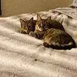 Brown, Cat, Window, Grey, Wood, Carnivore, Whiskers, Fawn, Felidae, Small To Medium-sized Cats, Comfort, Tail, Domestic Short-haired Cat, Furry friends, Linens, Paw, Claw, Shadow, Sand