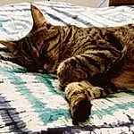 Cat, Carnivore, Comfort, Felidae, Small To Medium-sized Cats, Whiskers, Snout, Terrestrial Animal, Domestic Short-haired Cat, Furry friends, Tail, Claw, Linens, Nap, Pattern