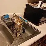 Cat, Sink, Felidae, Plumbing Fixture, Carnivore, Tap, Small To Medium-sized Cats, Kitchen Sink, Whiskers, Room, Plumbing, Domestic Short-haired Cat, Bathroom Sink, Kitchen, Home Appliance, Comfort, Furry friends, Metal, Countertop, Tail