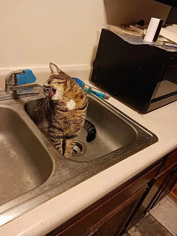 Cat, Sink, Felidae, Plumbing Fixture, Carnivore, Tap, Small To Medium-sized Cats, Kitchen Sink, Whiskers, Room, Plumbing, Domestic Short-haired Cat, Bathroom Sink, Kitchen, Home Appliance, Comfort, Furry friends, Metal, Countertop, Tail