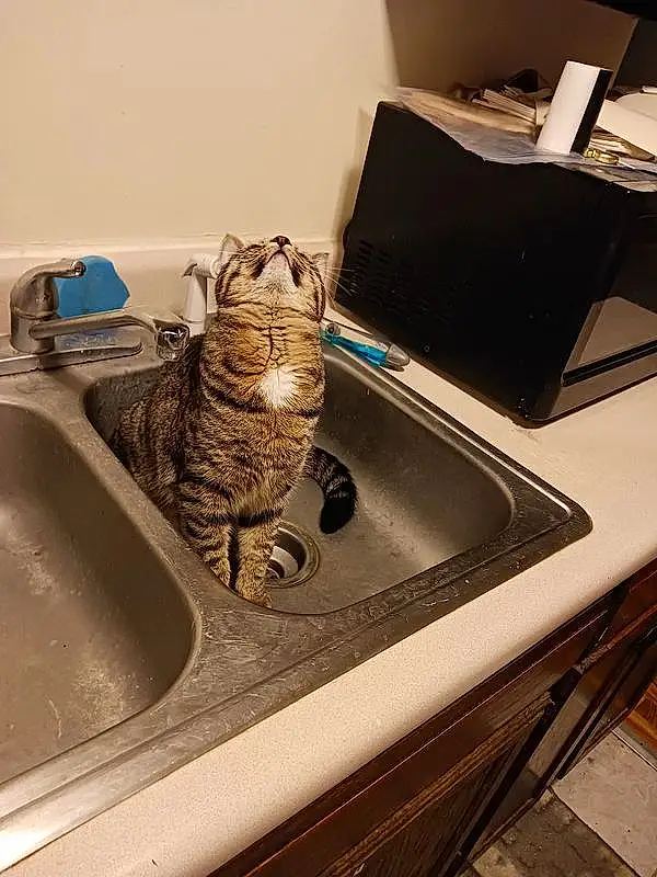 Cat, Sink, Felidae, Carnivore, Plumbing Fixture, Small To Medium-sized Cats, Tap, Whiskers, Rectangle, Domestic Short-haired Cat, Room, Plumbing, Cat Supply, Wood, Bathroom Sink, Office Equipment, Comfort, Metal, Furry friends