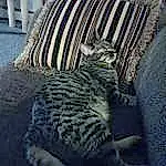 Cat, Felidae, Small To Medium-sized Cats, Carnivore, Grey, Comfort, Whiskers, Wood, Tints And Shades, Window, Tail, Terrestrial Animal, Snout, Building, Furry friends, Shadow, Domestic Short-haired Cat, Pattern