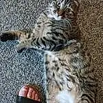 Cat, Felidae, Carnivore, Small To Medium-sized Cats, Whiskers, Foot, Human Leg, Tail, Domestic Short-haired Cat, Furry friends, Paw, Nail, Terrestrial Animal, Toe, Pattern, Claw