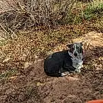 Plant, Grass, Boar, Terrestrial Animal, Dog breed, Landscape, Snout, Soil, Livestock, Suidae, Domestic Pig, Working Animal, Shrubland, Canidae
