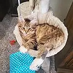 Cat, Felidae, Comfort, Small To Medium-sized Cats, Carnivore, Whiskers, Fawn, Wood, Tail, Furry friends, Domestic Short-haired Cat, Paw, Claw, Sitting, Cat Supply, Hardwood, Nap, Cat Bed, Bed
