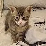 Cat, Carnivore, Felidae, Comfort, Small To Medium-sized Cats, Whiskers, Snout, Tail, Paw, Domestic Short-haired Cat, Claw, Furry friends, Linens, Bed, Bedding, Cat Supply, Sitting, Nap