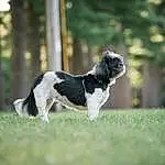 Dog, Carnivore, Dog breed, Plant, Grass, Companion dog, Snout, Terrestrial Animal, Tail, Gun Dog, Dog Sports, Tree, Terrier, Working Dog, Canidae, Hunting Dog, Toy Dog, Herding Dog, Non-sporting Group