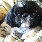 Dog, Dog breed, Carnivore, Liver, Companion dog, Fawn, Comfort, Shih Tzu, Toy Dog, Snout, Working Animal, Terrestrial Animal, Furry friends, Canidae, Pekapoo, Maltepoo, Non-sporting Group, Dog Supply, Shih-poo