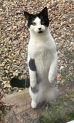 Name British Shorthair Cat Barney