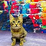 Cat, Felidae, Carnivore, Road Surface, Small To Medium-sized Cats, Whiskers, Road, Snout, Art, Tree, Furry friends, Street, Tail, Domestic Short-haired Cat, Sitting, Asphalt, City, Cobblestone