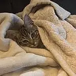 Cat, Comfort, Grey, Felidae, Wood, Small To Medium-sized Cats, Carnivore, Fawn, Beige, Whiskers, Linens, Furry friends, Terrestrial Animal, Pattern, Domestic Short-haired Cat, Bedding, Bed Sheet, Sand, Peach, Blanket