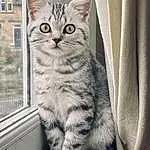 Cat, Window, Felidae, Carnivore, Small To Medium-sized Cats, Whiskers, Grey, Curtain, Snout, Tail, Domestic Short-haired Cat, Furry friends, Paw, Art, Pattern, Paint, Comfort, Drawing, Terrestrial Animal, Door