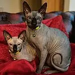 Cat, Felidae, Carnivore, Whiskers, Grey, Small To Medium-sized Cats, Fawn, Snout, Curious, Donskoy, Sphynx, Comfort, Terrestrial Animal, Carmine, Creative Arts, Cat Supply