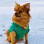 Dog breed, Carnivore, Snow, Whiskers, Terrestrial Animal, Fawn, Dog, Companion dog, Dog Supply, Snout, Liver, Tail, Canidae, Furry friends, Grass, Dog Clothes, Claw, Winter, Paw